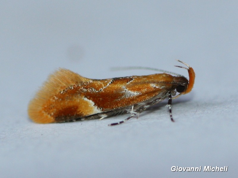 Microlepidottero: Epicallima formosella - Oecophoridae